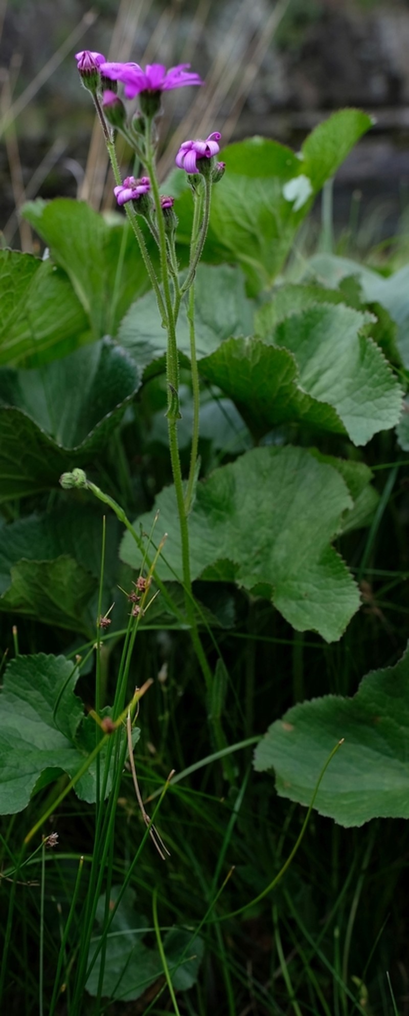 Senecio polyodon photo 6