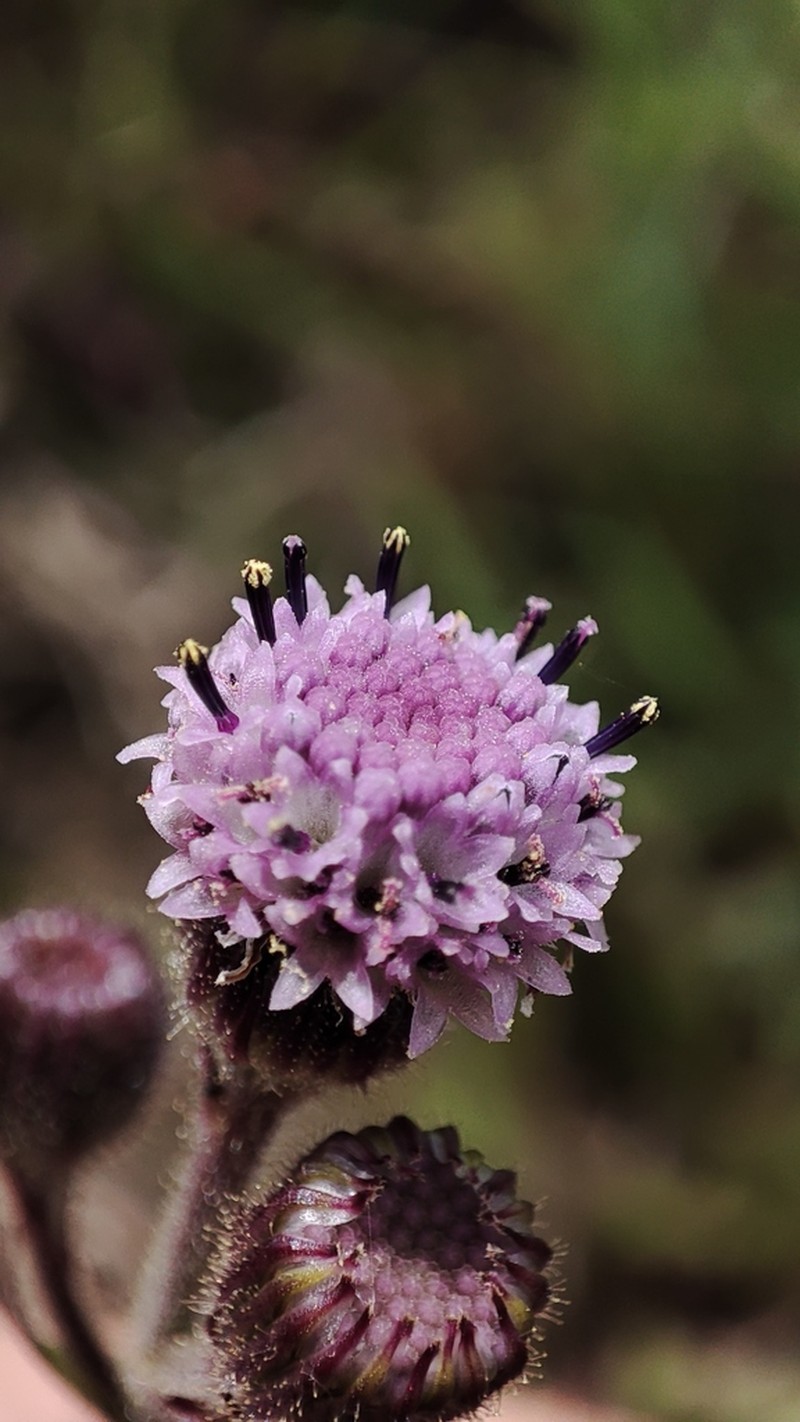 Senecio polyodon photo 7