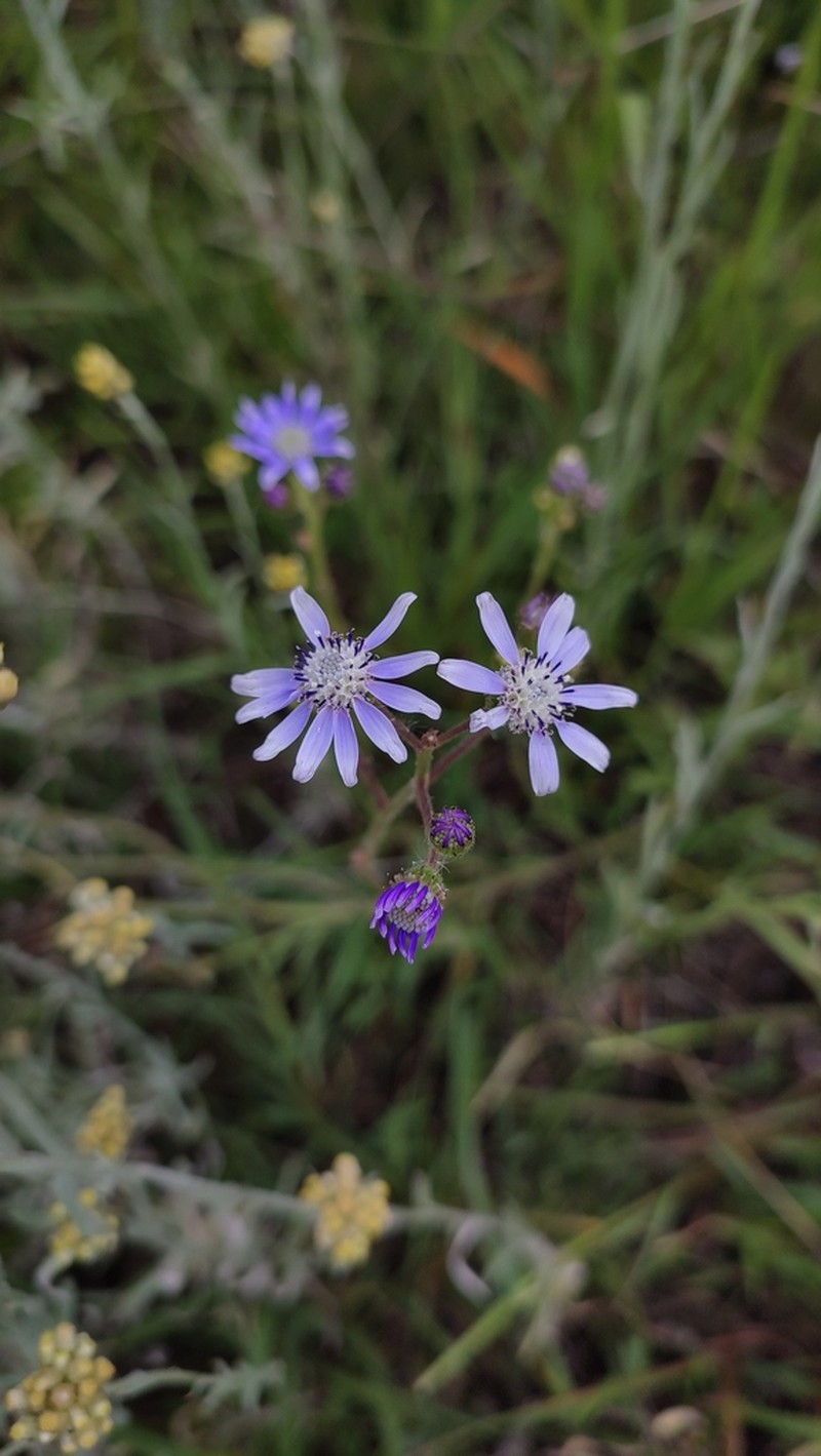 Senecio polyodon photo 8