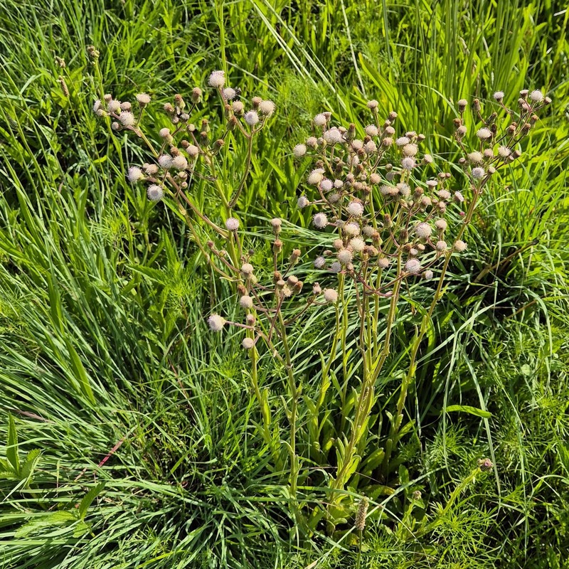 Senecio polyodon var. polyodon