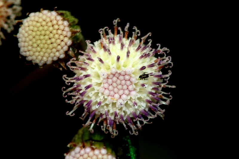 Senecio polyodon var. polyodon photo 2