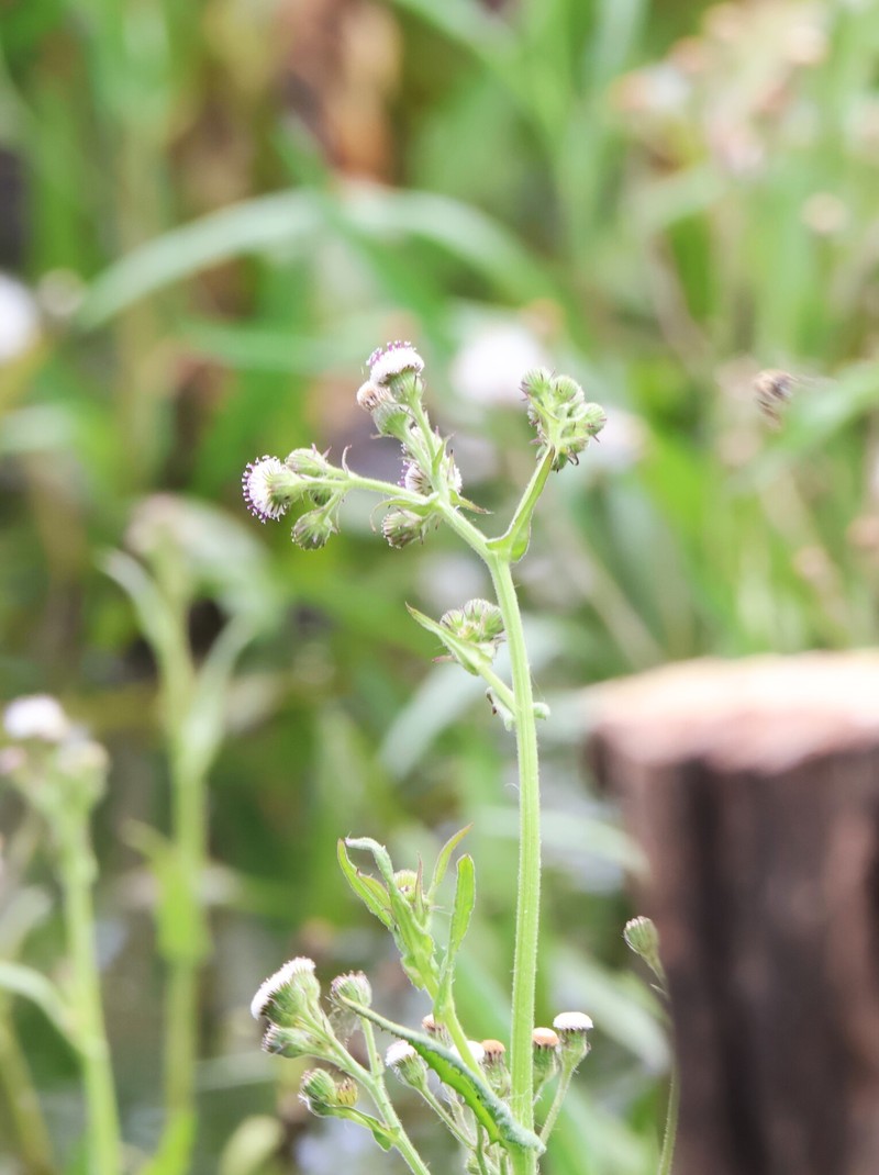 Senecio polyodon var. polyodon photo 3