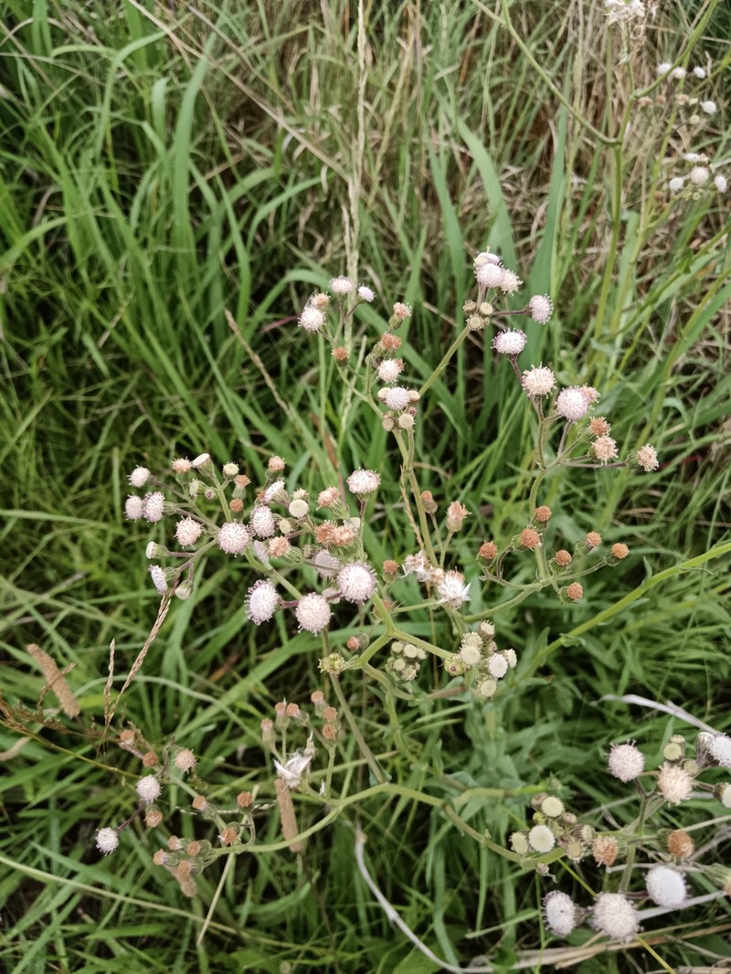 Senecio polyodon var. polyodon photo 4