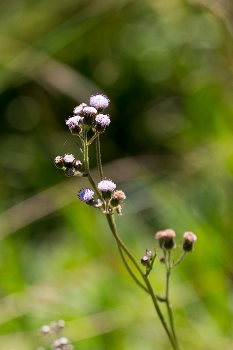 Senecio polyodon var. polyodon photo 5