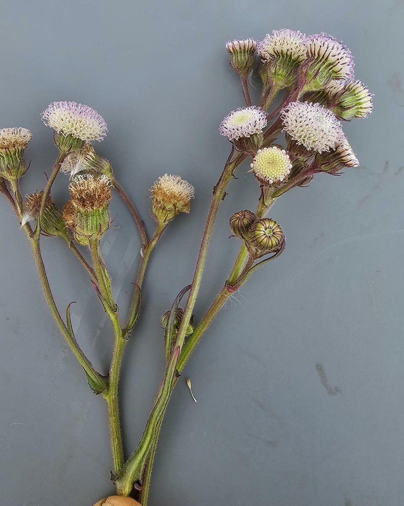 Senecio polyodon var. polyodon photo 6