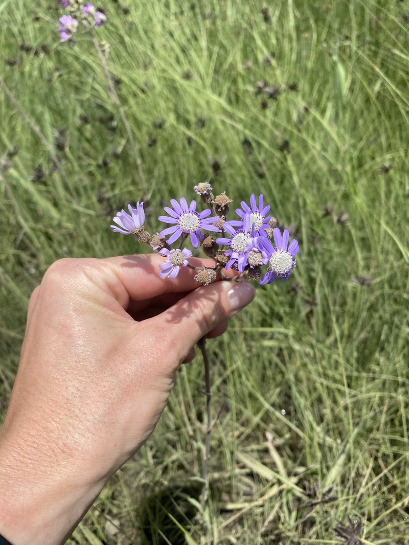 Senecio polyodon var. subglaber