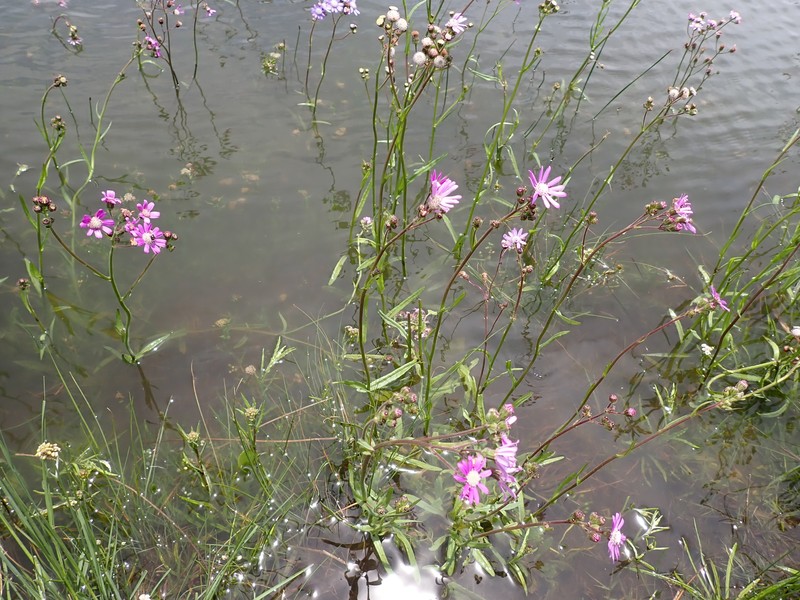 Senecio polyodon var. subglaber photo 2