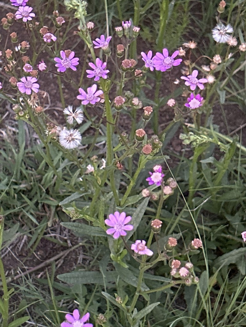 Senecio polyodon var. subglaber photo 3