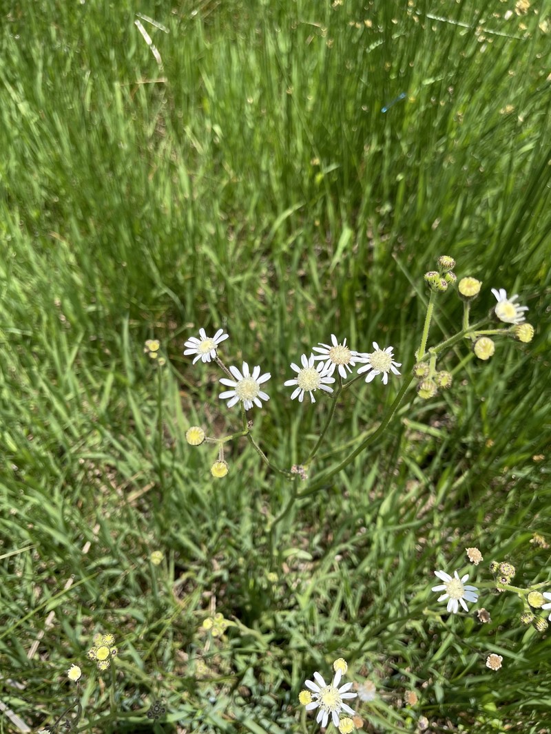 Senecio polyodon var. subglaber photo 4