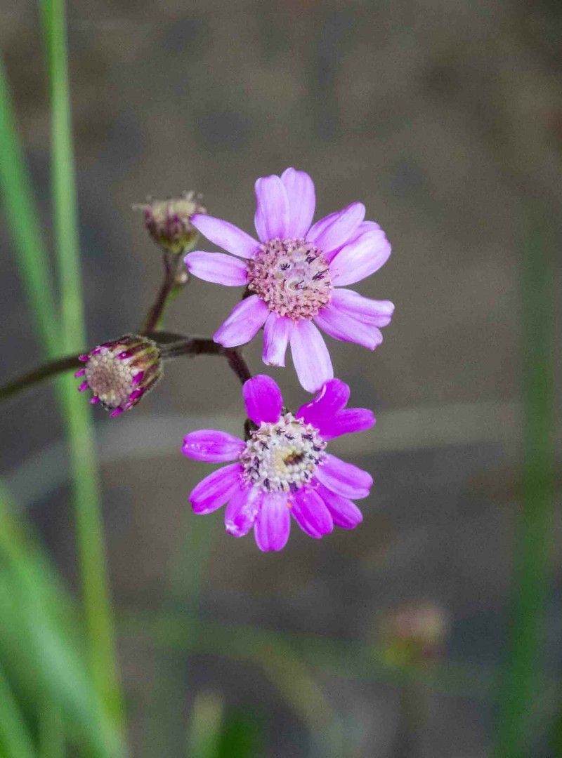 Senecio polyodon var. subglaber photo 6