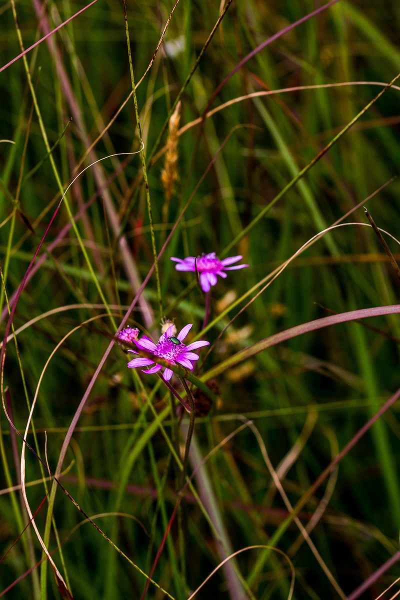 Senecio polyodon var. subglaber photo 7