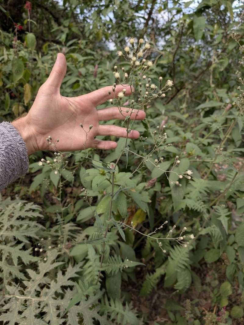Senecio polypodioides