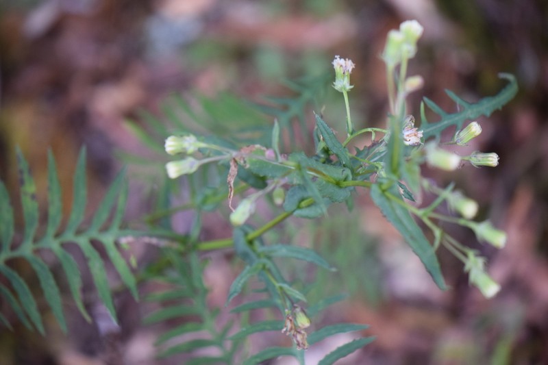 Senecio polypodioides photo 2