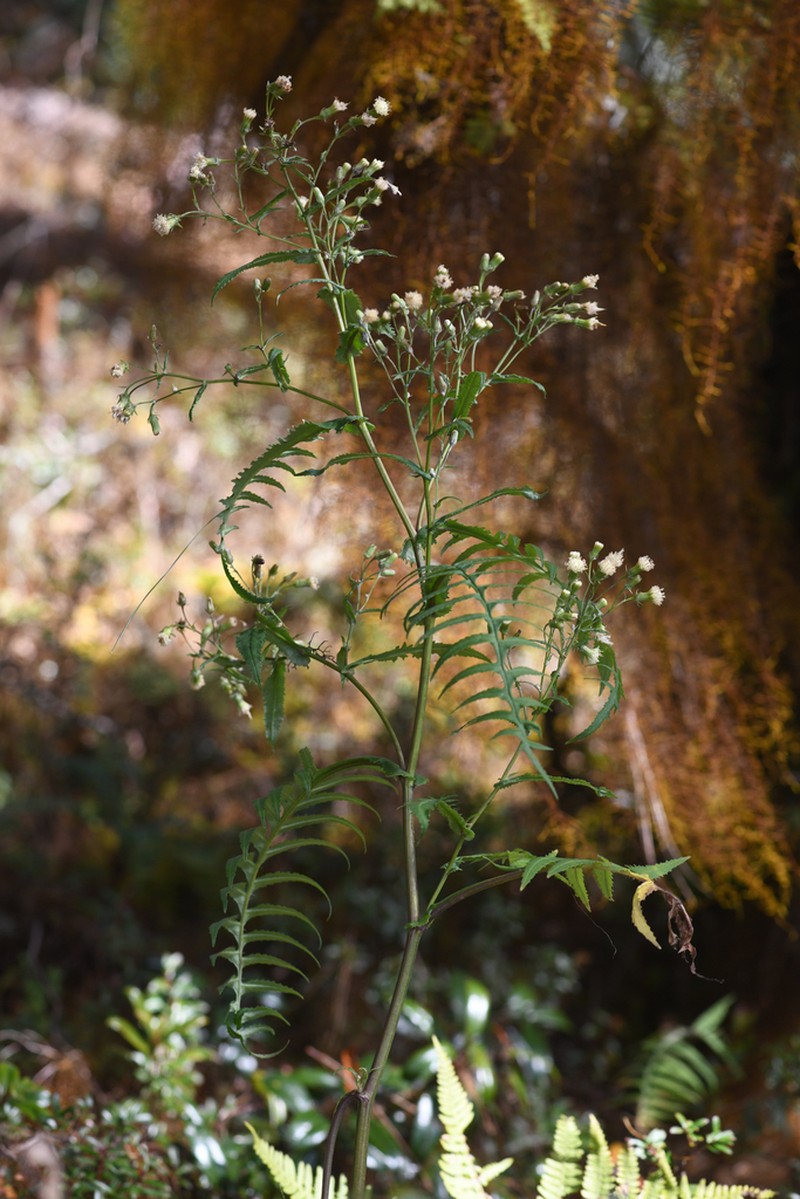 Senecio polypodioides photo 3