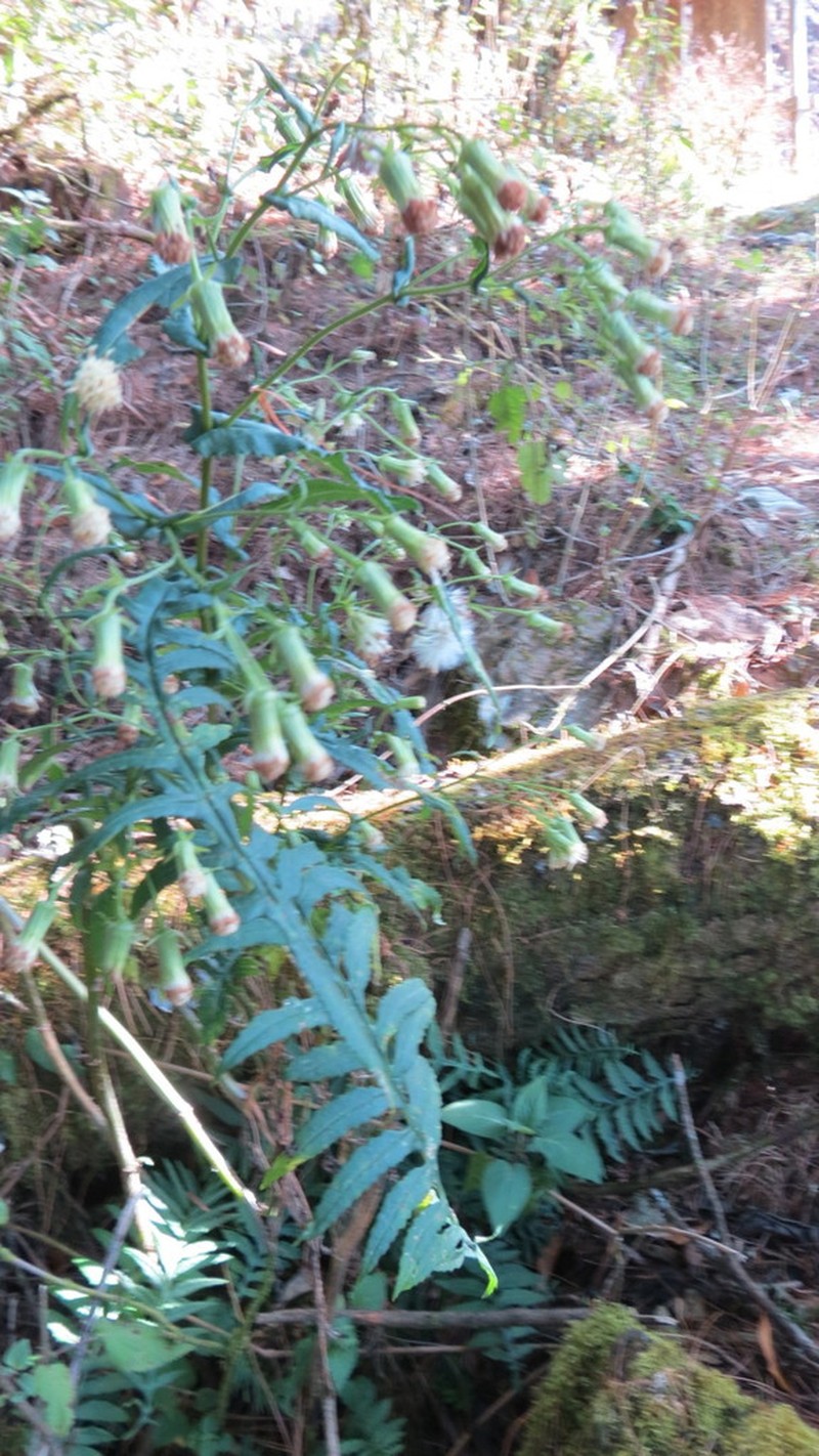 Senecio polypodioides photo 4