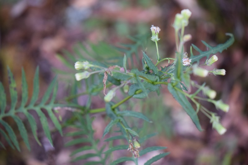 Senecio polypodioides photo 6