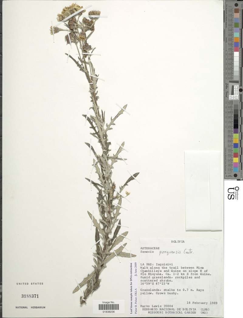 Senecio pongoensis