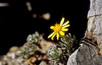 Senecio portalesianus