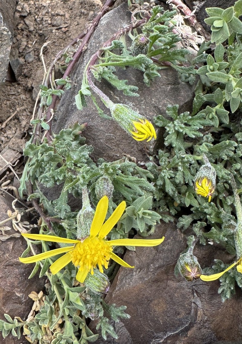 Senecio portalesianus photo 2