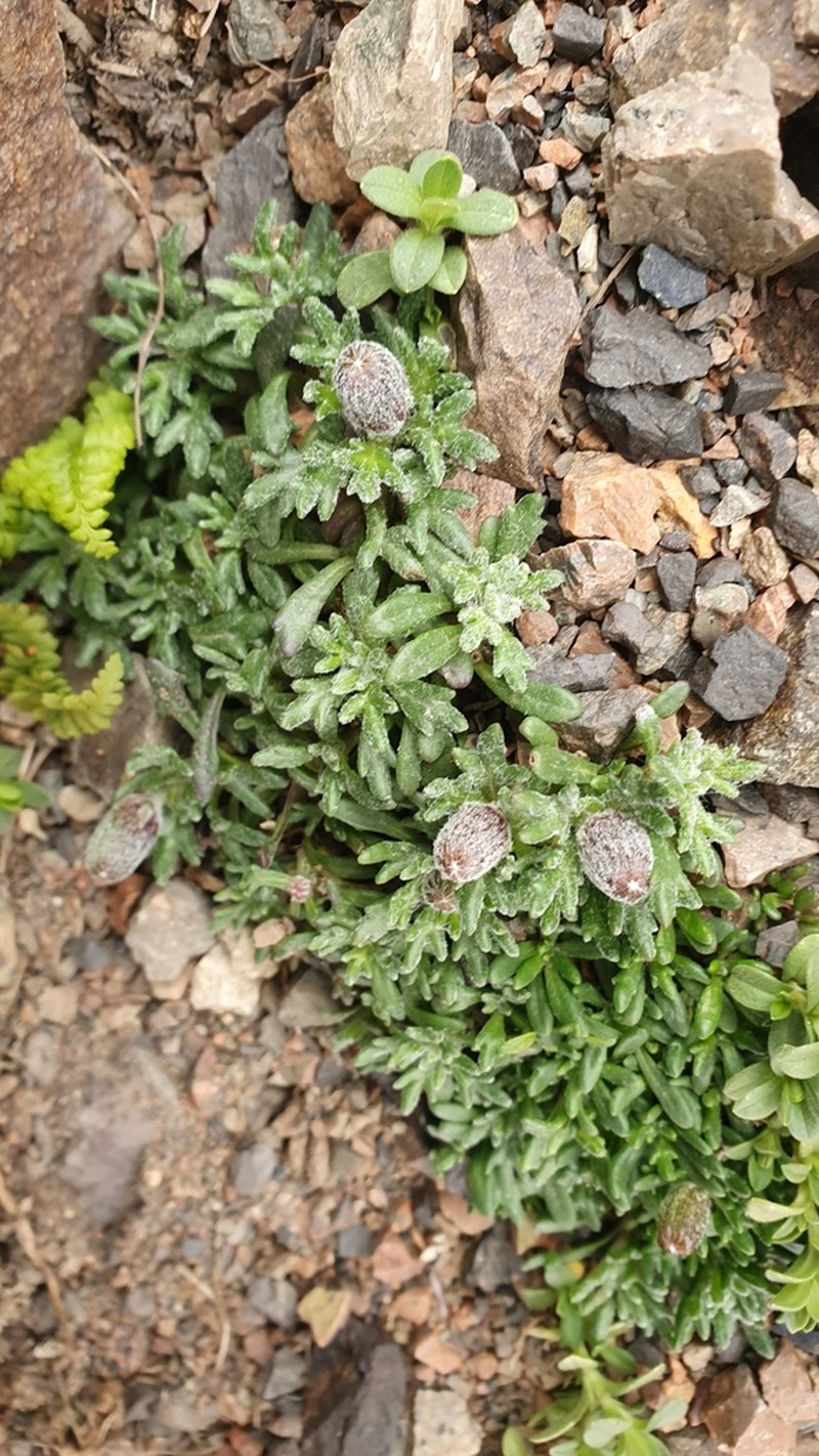 Senecio portalesianus photo 3