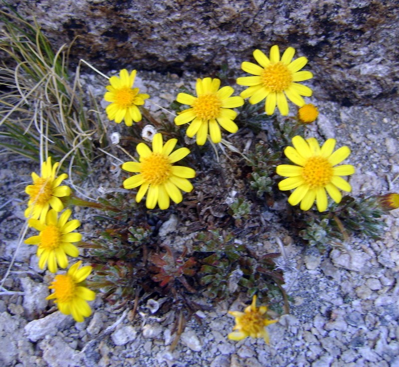 Senecio portalesianus photo 4