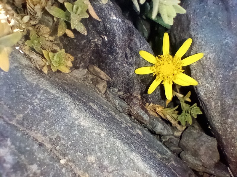 Senecio portalesianus photo 6