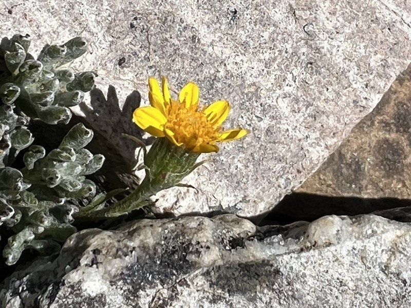 Senecio portalesianus photo 7