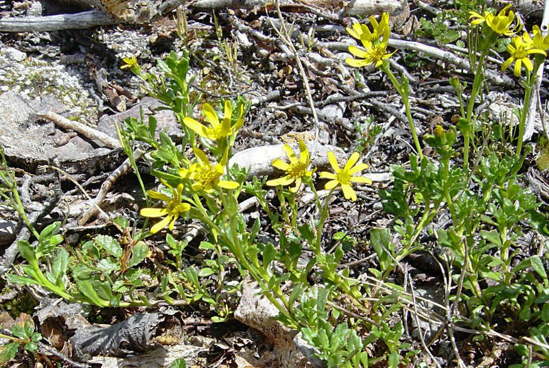 Senecio portalesianus photo 8