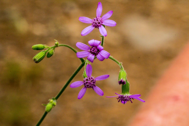 Senecio poseideonis