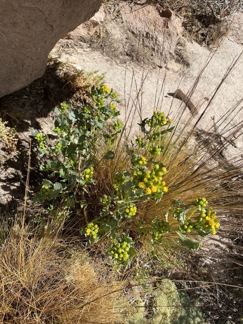 Senecio potosianus