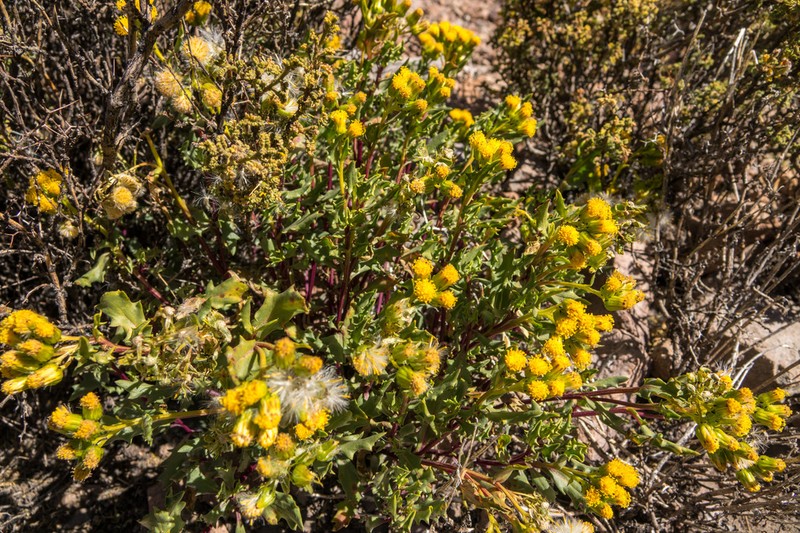 Senecio potosianus photo 2