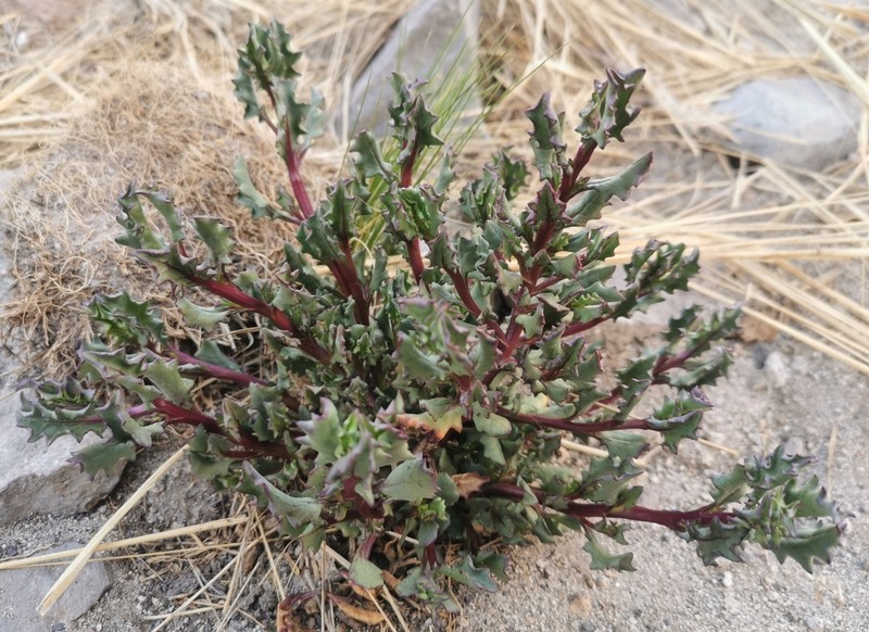 Senecio potosianus photo 3