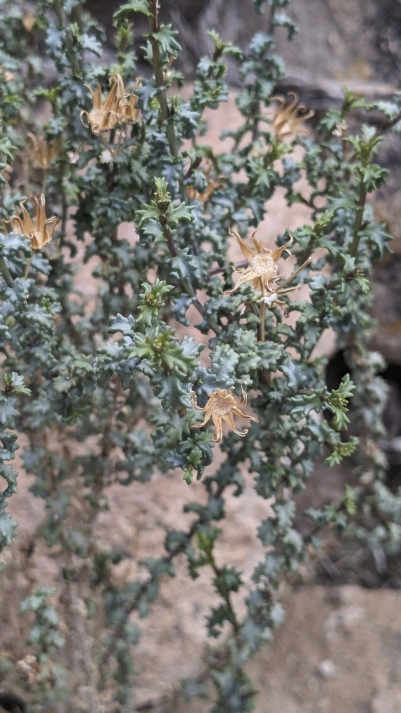 Senecio potosianus photo 4