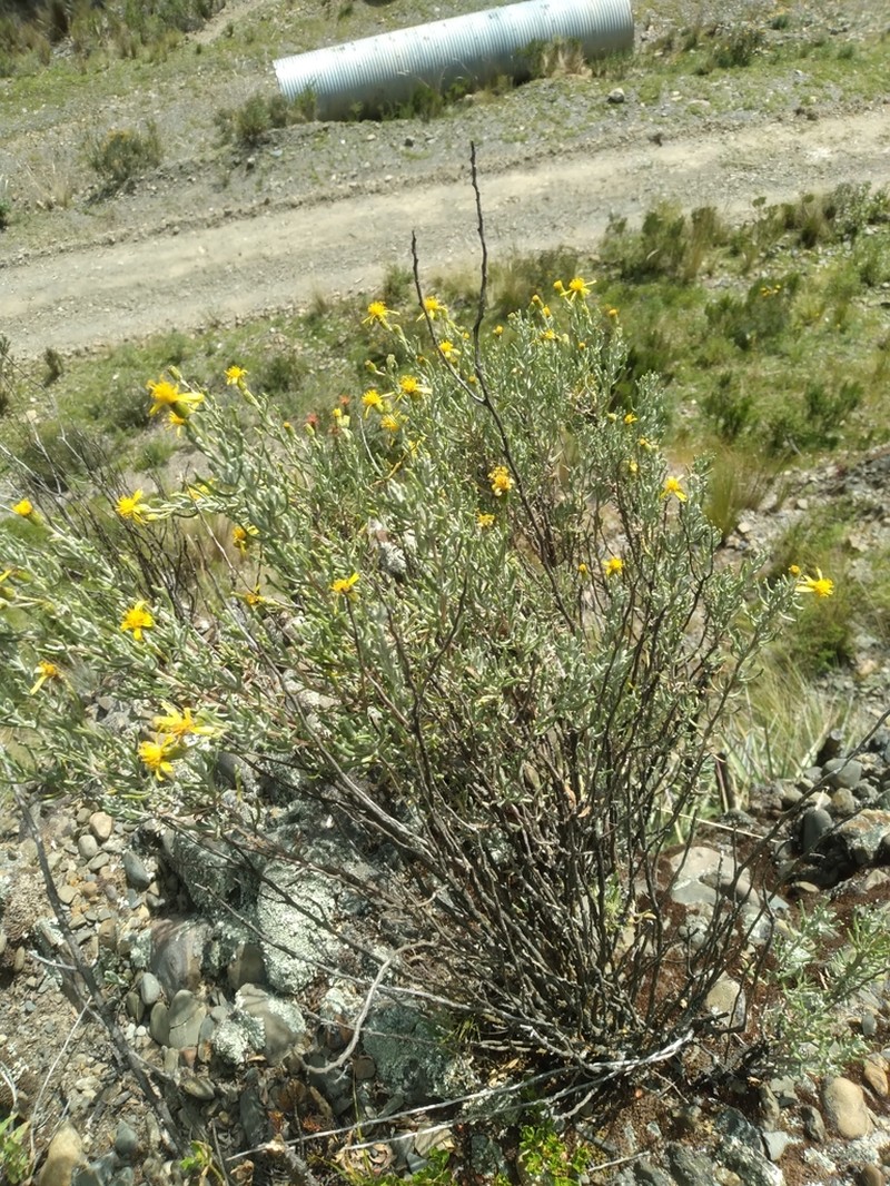 Senecio potosianus photo 6