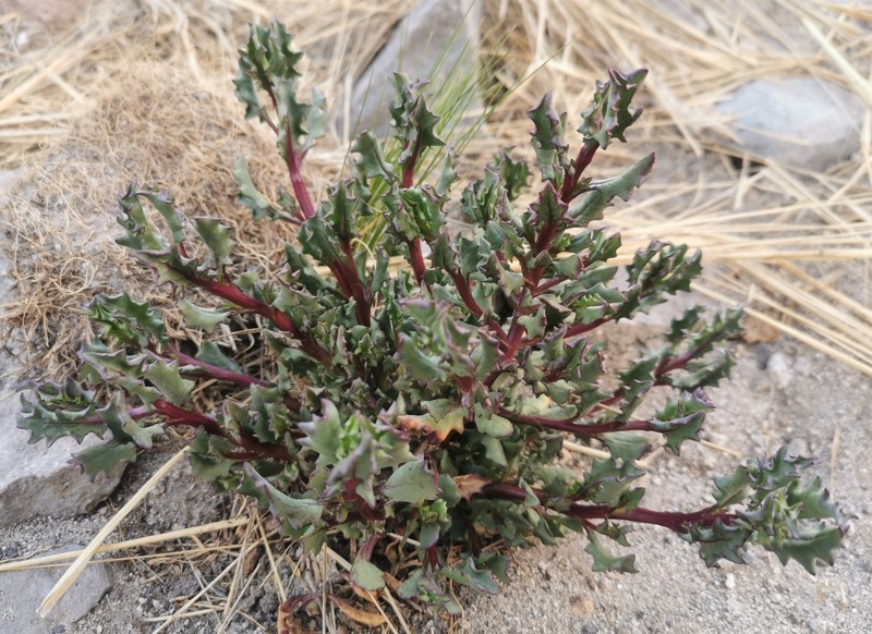 Senecio potosianus photo 7