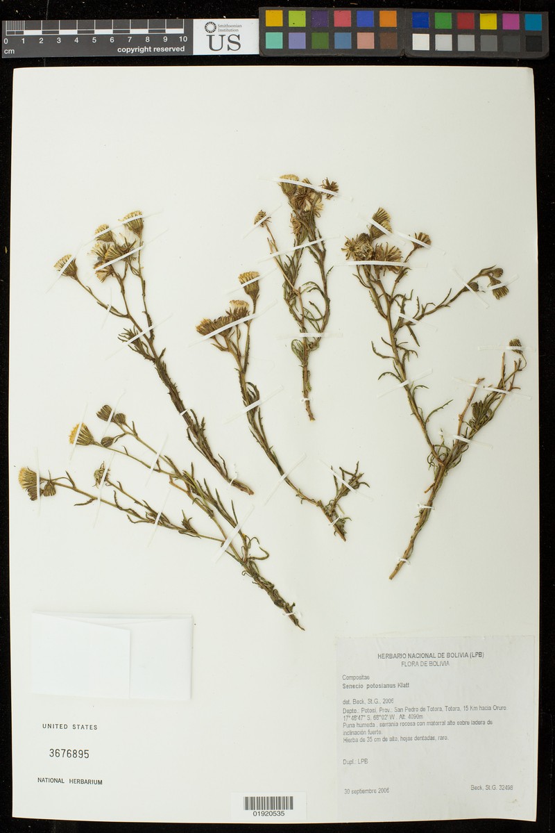 Senecio potosianus photo 8