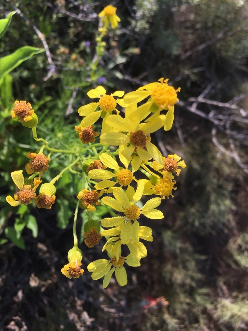 Senecio powellii