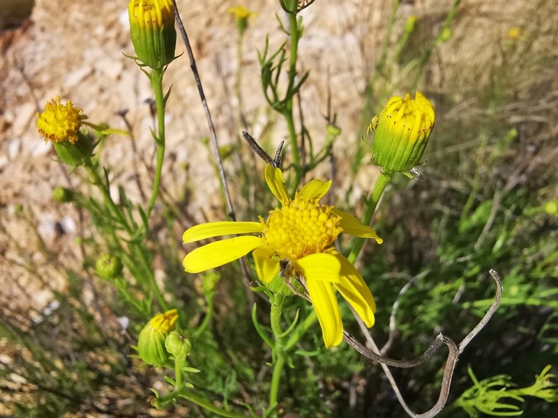 Senecio powellii photo 2