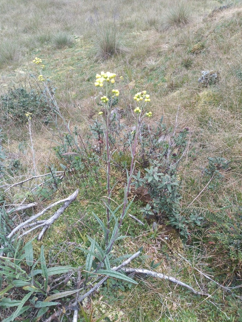 Senecio praeruptorum photo 2