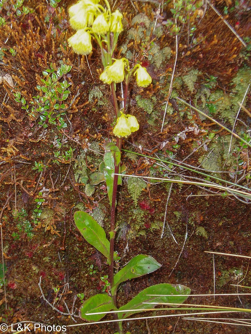Senecio praeruptorum photo 4