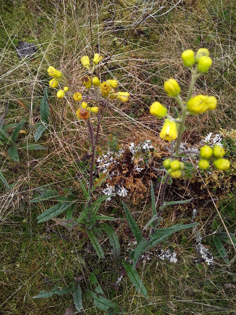 Senecio praeruptorum photo 5