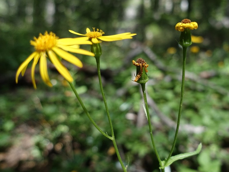 Senecio prenanthifolius