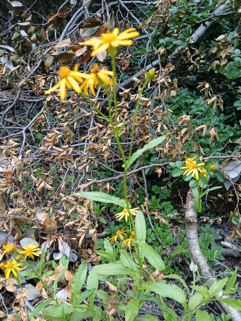 Senecio prenanthifolius photo 2