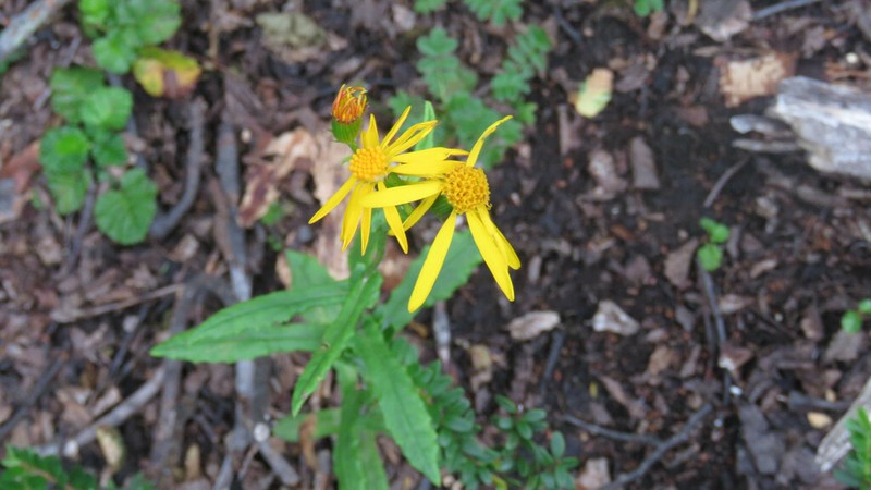 Senecio prenanthifolius photo 3