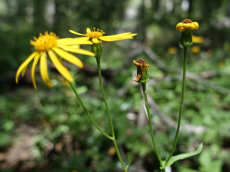 Senecio prenanthifolius photo 4