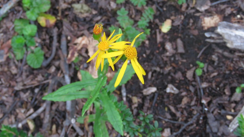 Senecio prenanthifolius photo 5