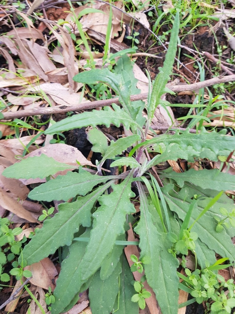 Senecio prenanthoides