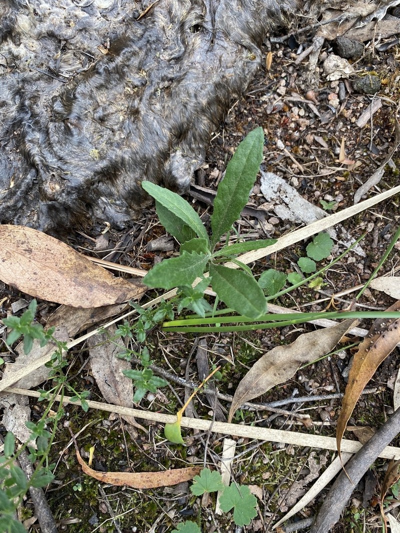 Senecio prenanthoides photo 2