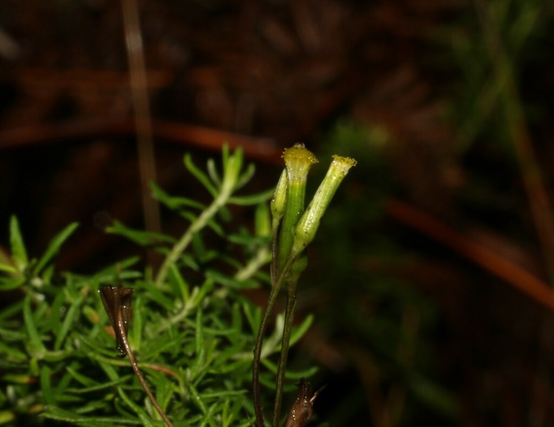 Senecio prenanthoides photo 3