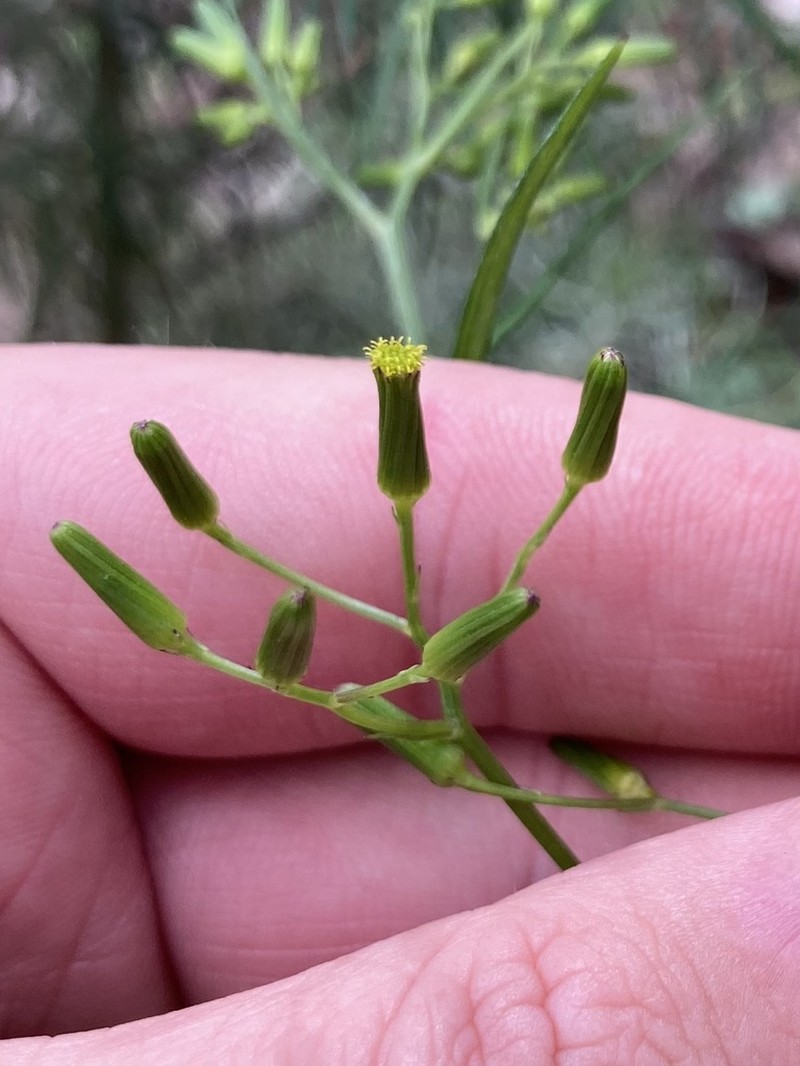 Senecio prenanthoides photo 5